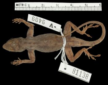 Media type: image; Herpetology R-81138